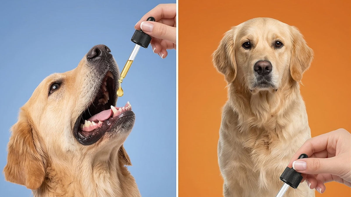 Dog yeast infection symptoms UK: an itchy dog with red, irritated skin being checked by its owner