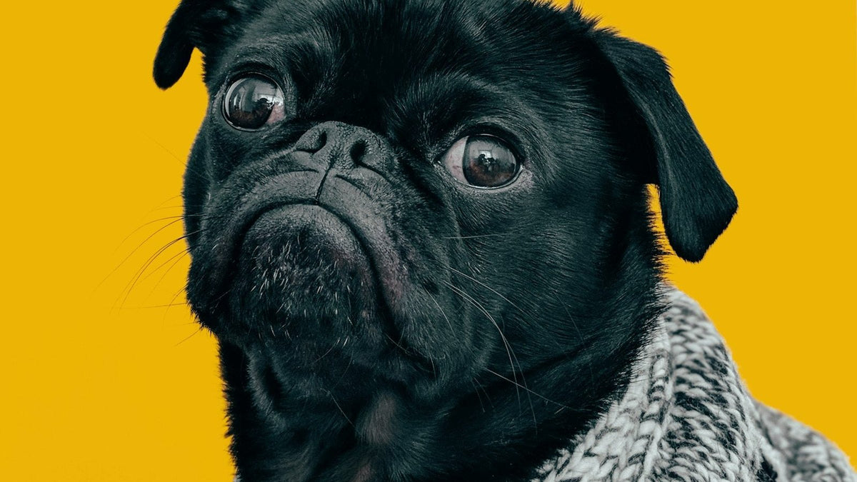 A relaxed, healthy dog resting comfortably — can probiotics cause diarrhea in dogs and what's normal.