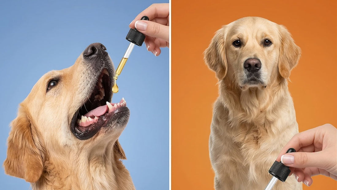 Dog nail bed yeast infection UK — rust-brown staining at the base of the claw