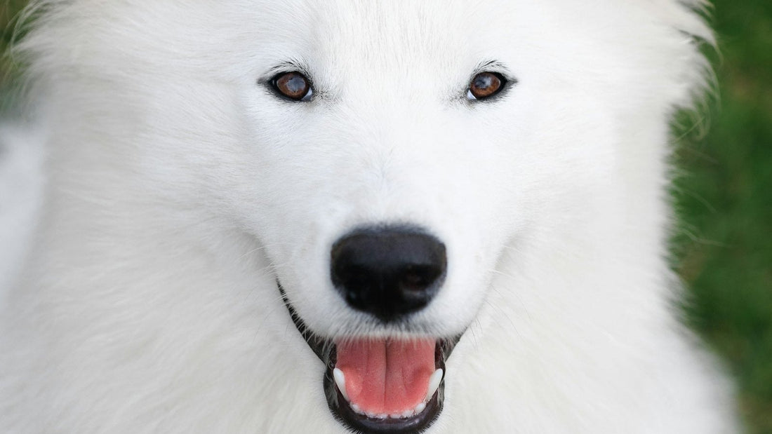 Close-up of a white dog's eyes illustrating safe use of saline solution for dogs eyes and tear-stain care