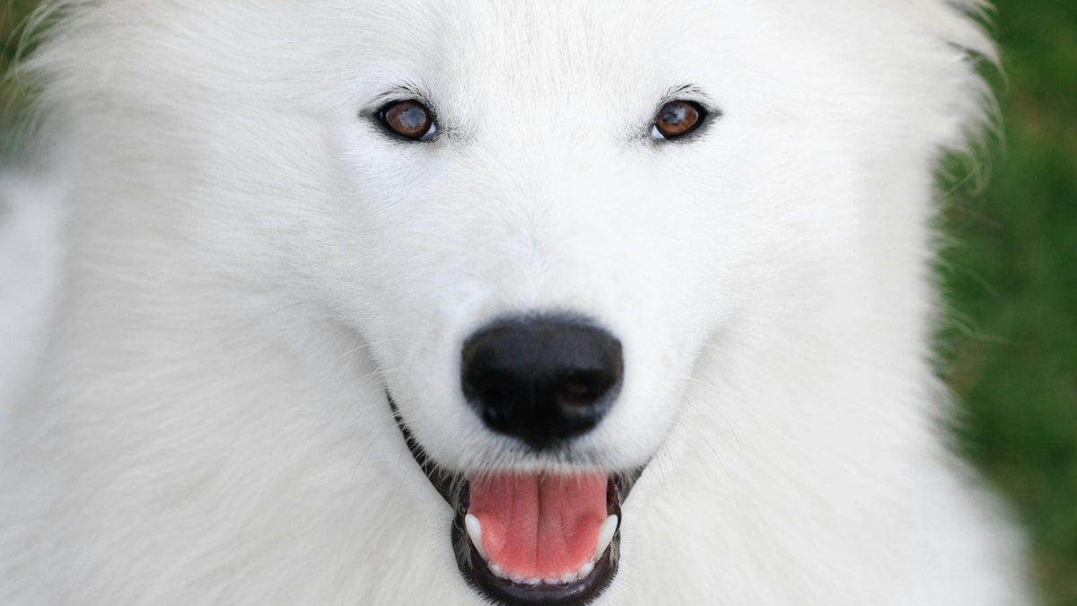 Close-up of a white dog's eyes illustrating safe use of saline solution for dogs eyes and tear-stain care