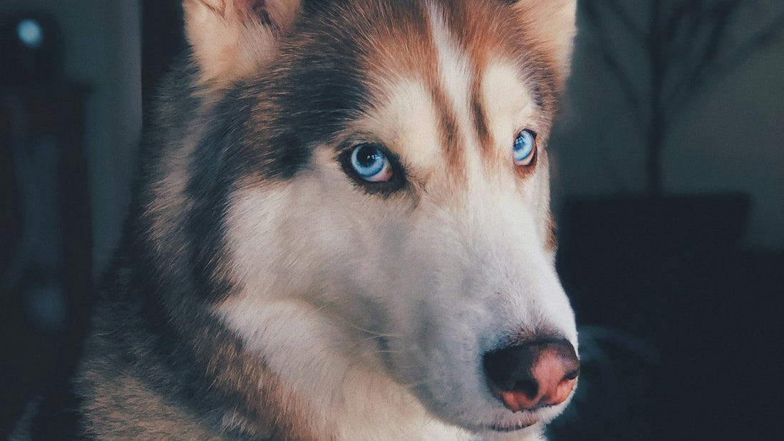 Siberian husky with upright ears indoors, illustrating natural remedies for dog ear infection and at-home ear care