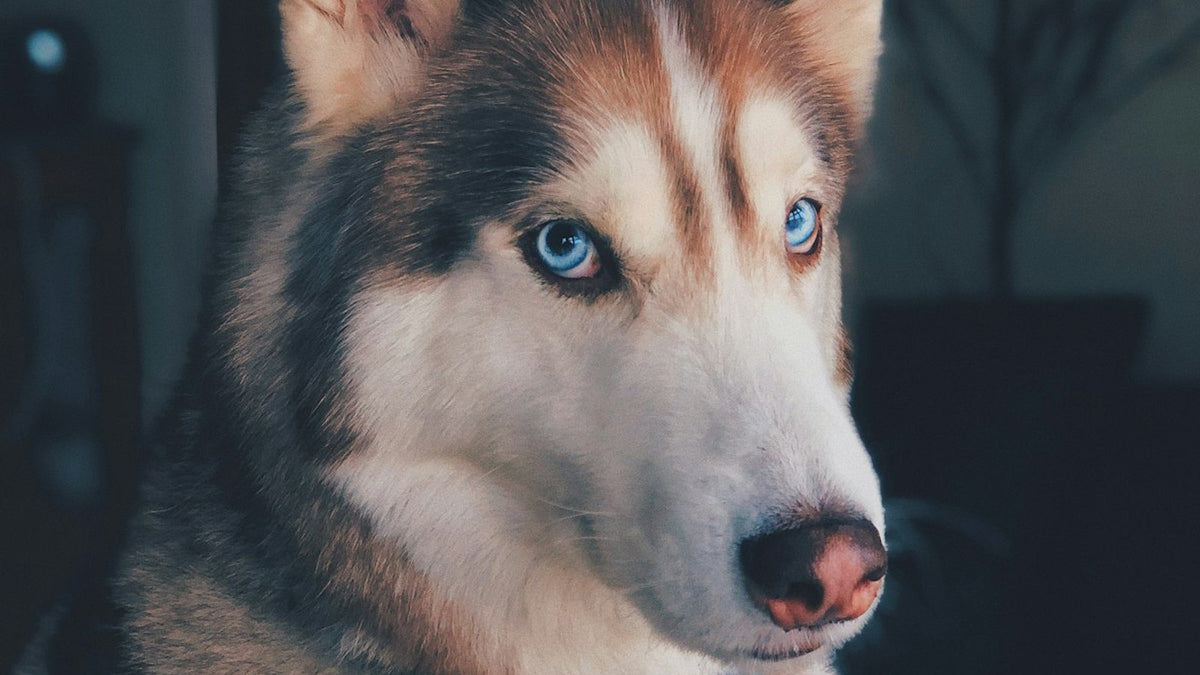 Siberian husky with upright ears indoors, illustrating natural remedies for dog ear infection and at-home ear care