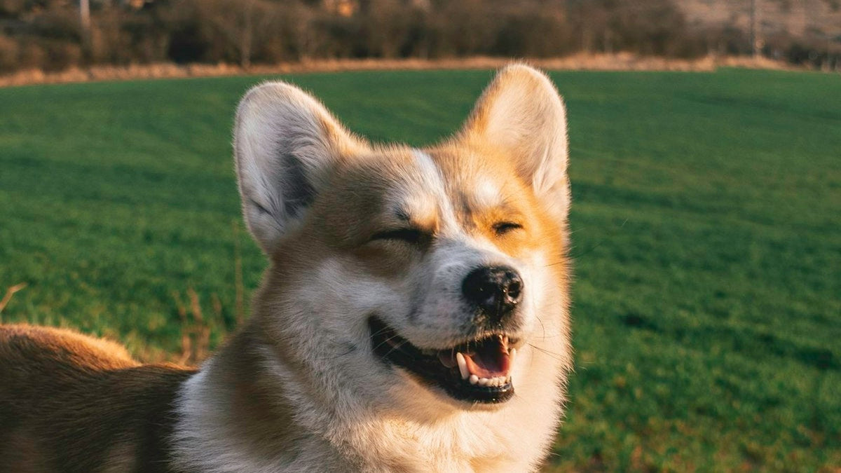 Happy healthy dog ready for a daily liquid probiotic for dogs at home