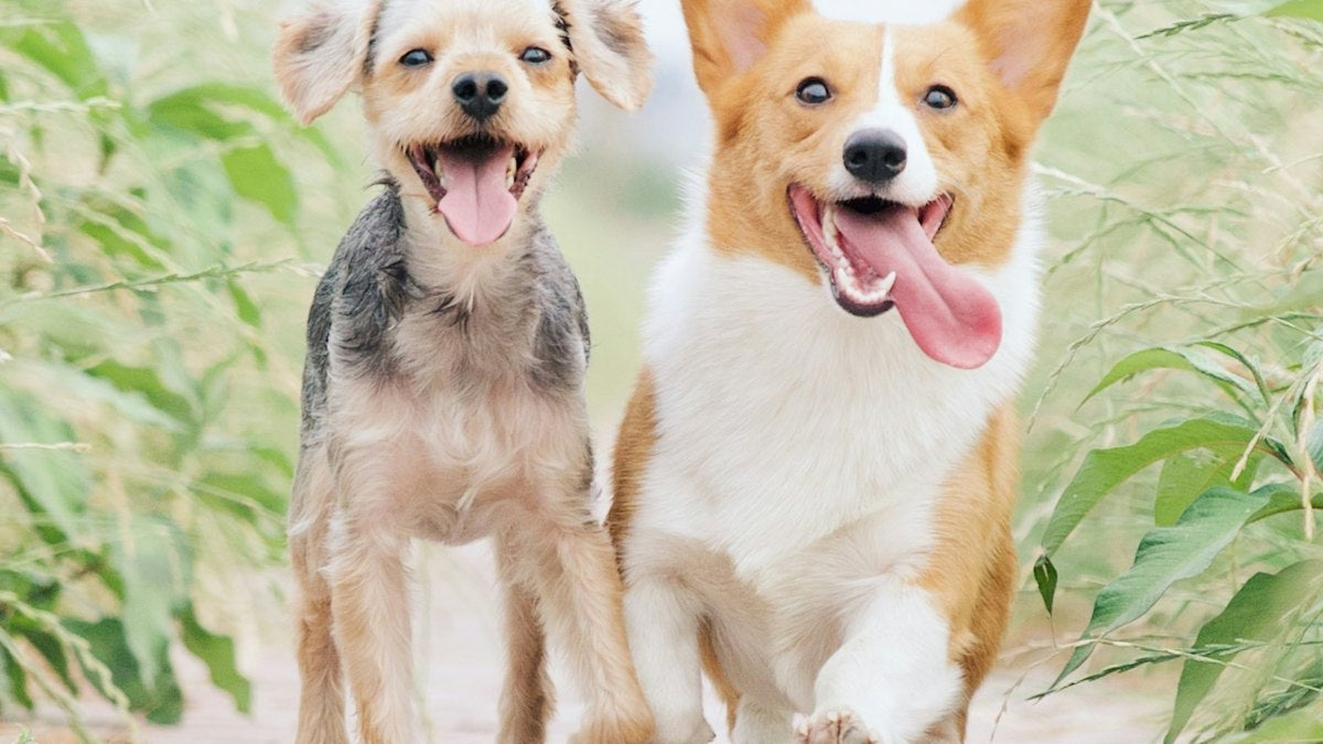 Two happy healthy dogs running outdoors, illustrating the best dog probiotic format for digestion and gut health