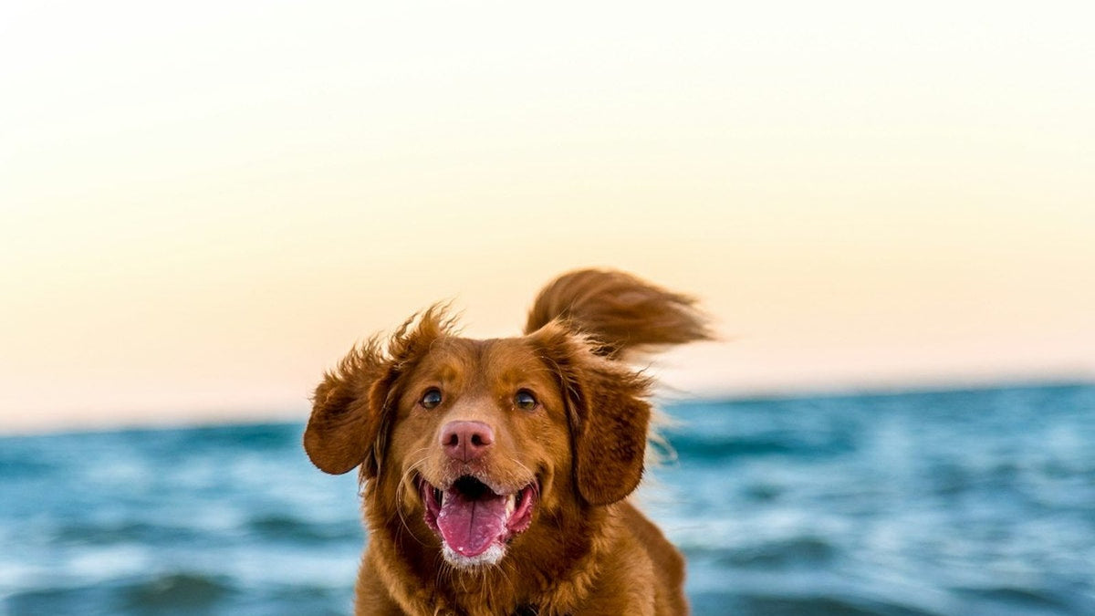 Active senior golden retriever dog running outdoors in a Canadian park showing the joint and hip mobility benefits supported by hydrolysed collagen and UC-II joint supplements 2026