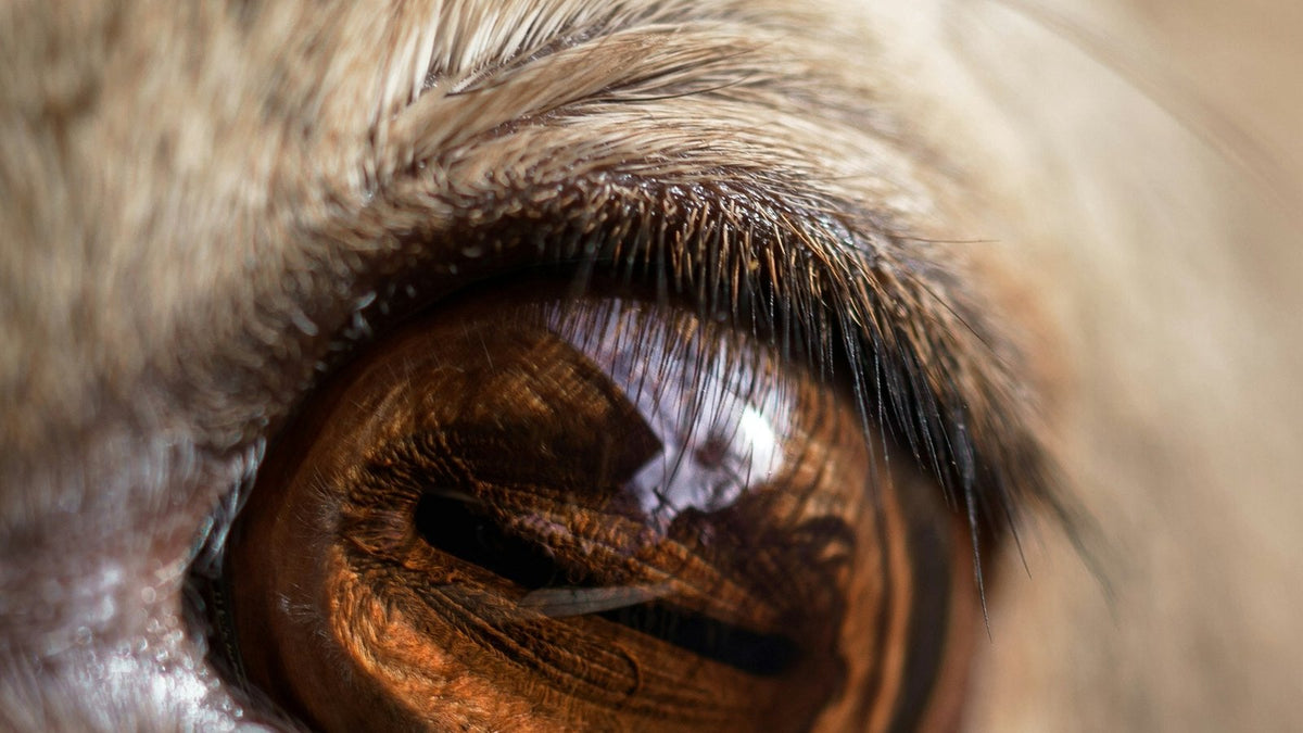 Extreme close-up of a dog's eye showing the steamy blue haze of blue cloudy dog eyes