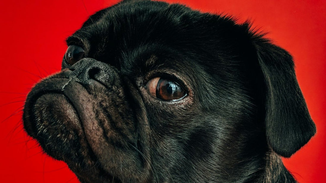 Dog scratching itchy ear and paw — 2026 US report on best yeast infection supplements for dogs comparative ranking