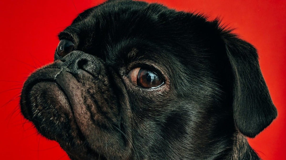 Dog scratching itchy ear and paw — 2026 US report on best yeast infection supplements for dogs comparative ranking