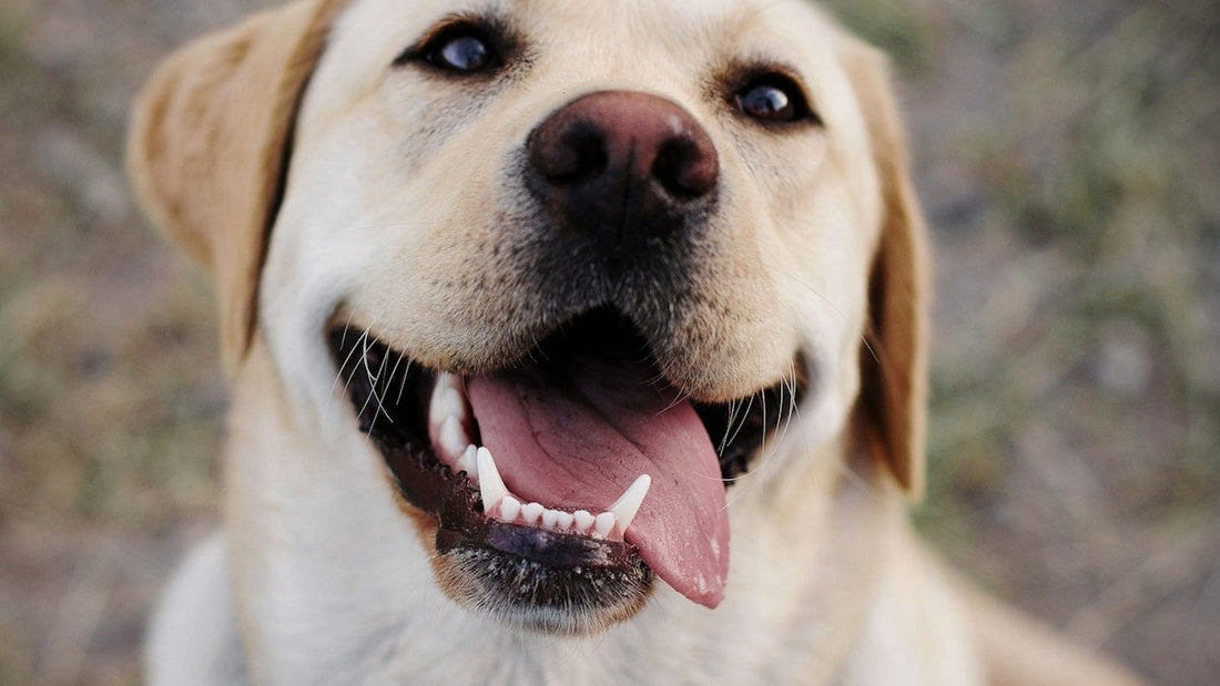 A healthy Labrador retriever with floppy ears, illustrating dog ear infection symptoms Canadian pet parents should watch for