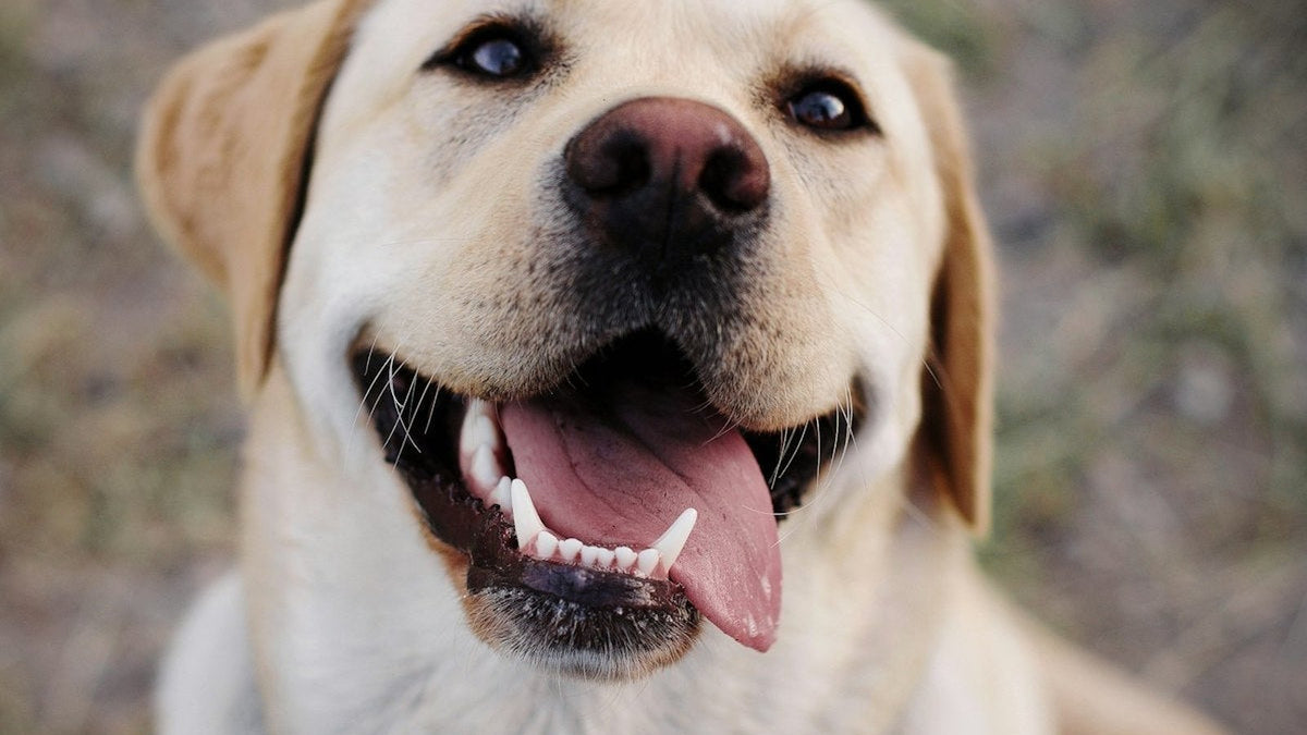 A healthy Labrador retriever with floppy ears, illustrating dog ear infection symptoms Canadian pet parents should watch for