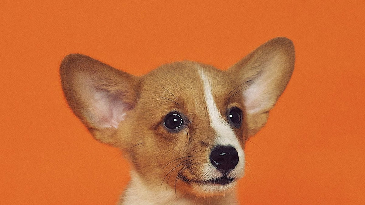 Close-up of a brown dog with long floppy ears — breeds like this often need dog ear infection treatment