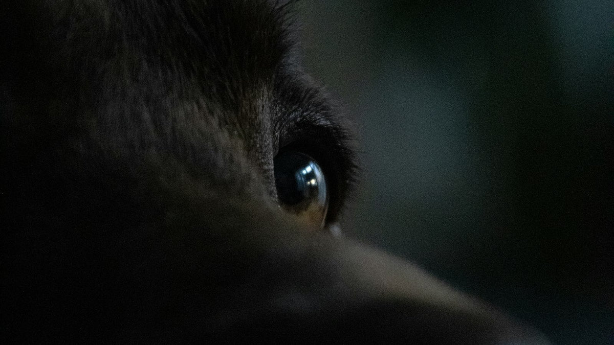 Over-the-counter eye drops for dogs: close-up of a dog's eye and face before a gentle daily eye rinse