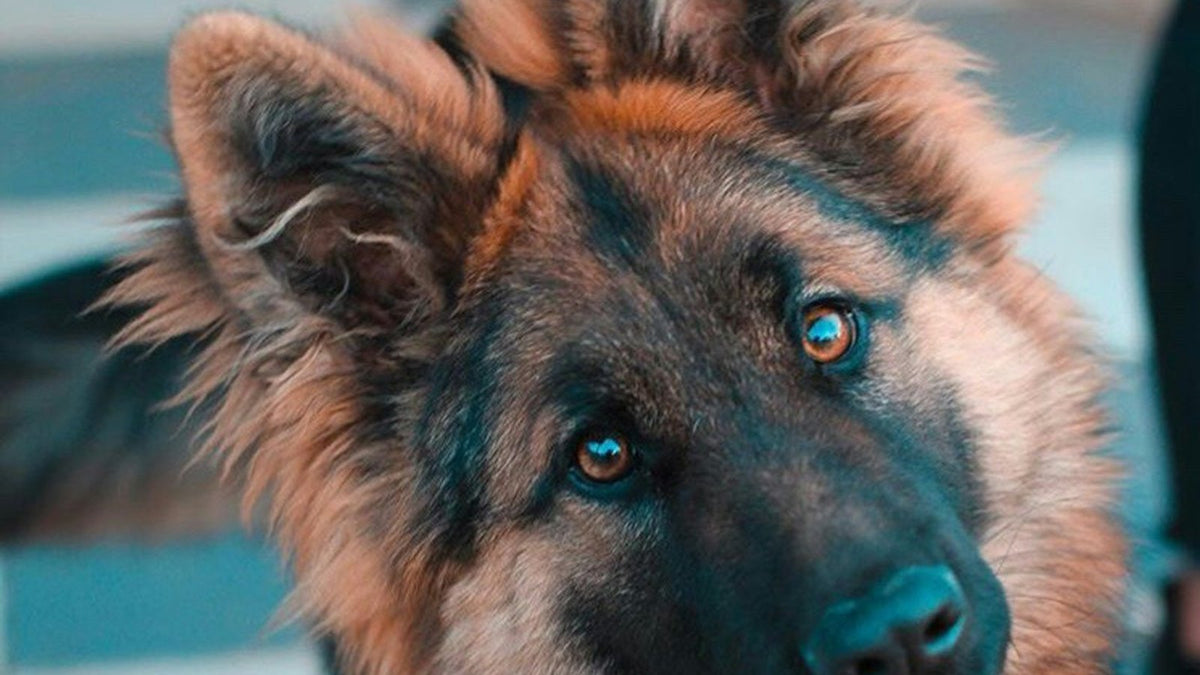 Close-up of a German Shepherd's upright ears, illustrating dog ear mites vs. ear infection signs owners can spot