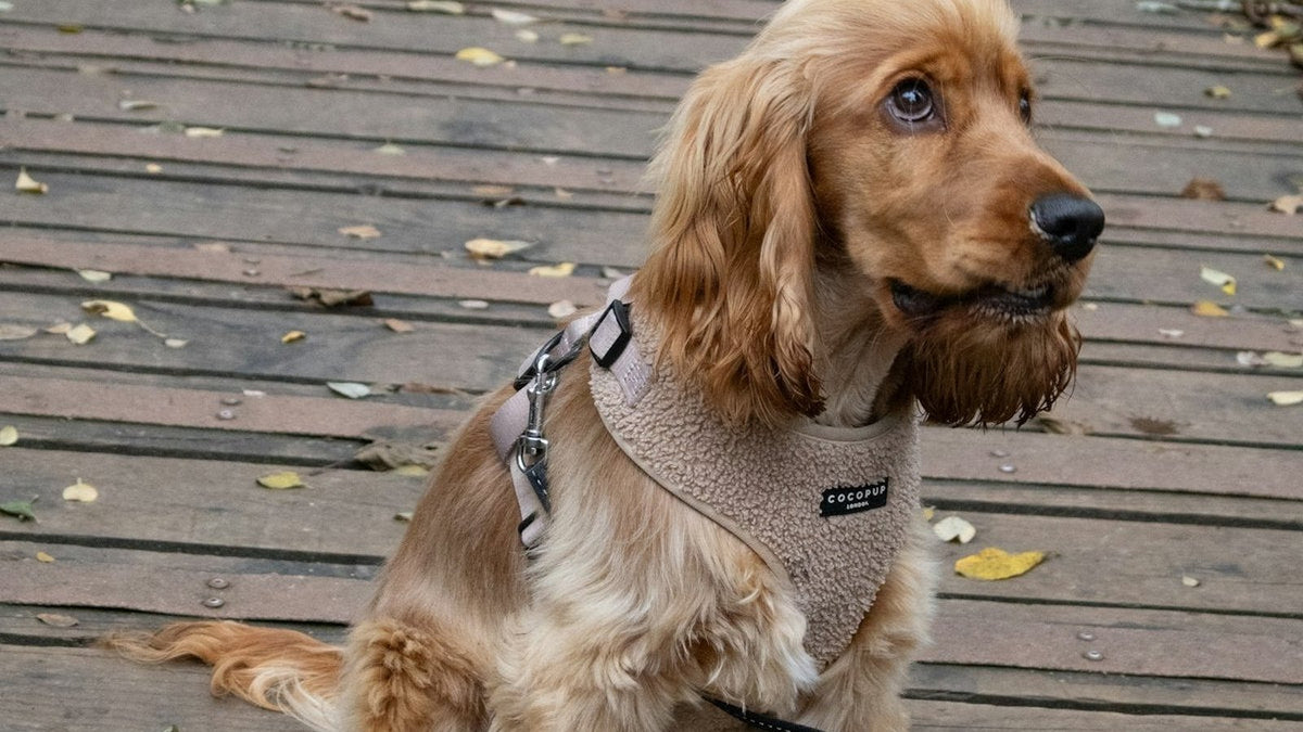 A floppy-eared cocker spaniel outdoors in Canada, a breed prone to brown discharge dog ear infection