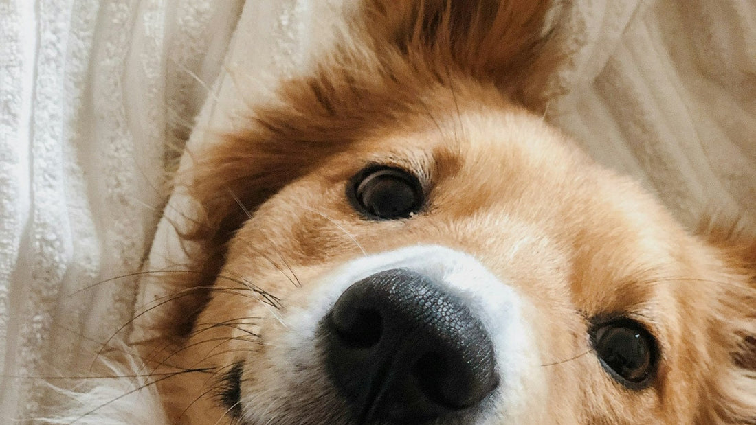 Dog resting at home while recovering on a bland diet for dogs