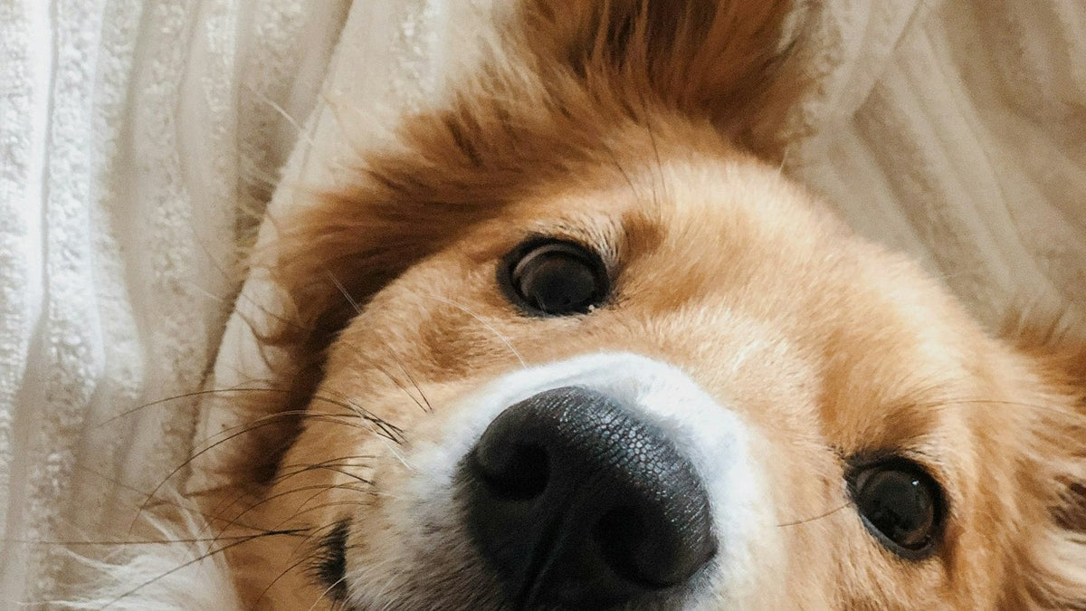 Dog resting at home while recovering on a bland diet for dogs