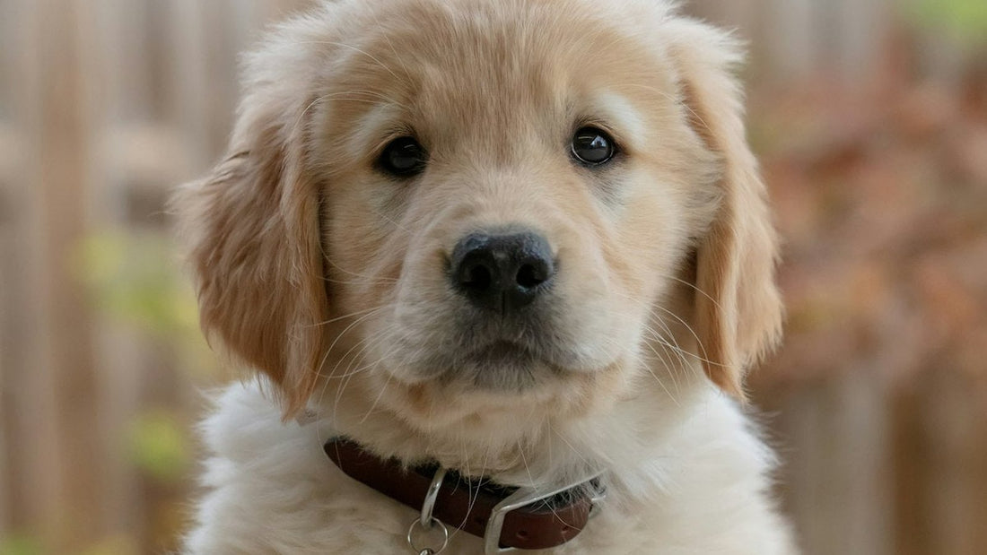 Golden retriever puppy with floppy ears resting outdoors; guide for when a dog has ear infection can't afford vet care