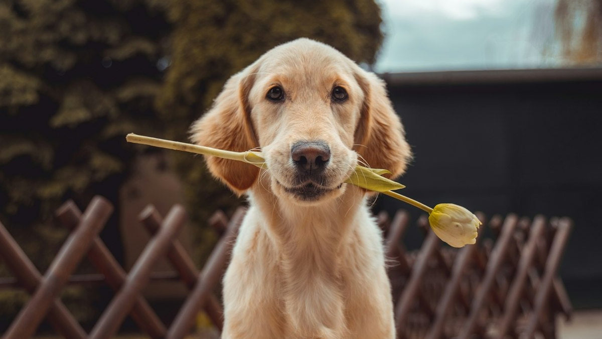 Close-up of a golden retriever's head and ears in Canada, illustrating dog ear infection yeast vs. bacterial differences