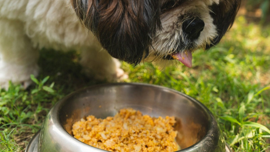 How to give a dog liquid probiotics: dog eating from a bowl with probiotic drops mixed in