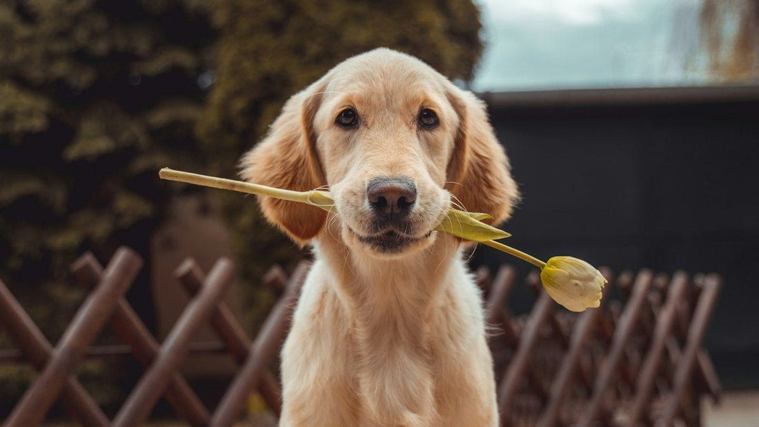 Golden retriever puppy with floppy ears sitting outdoors, illustrating natural remedies for dog ear infection in Canada