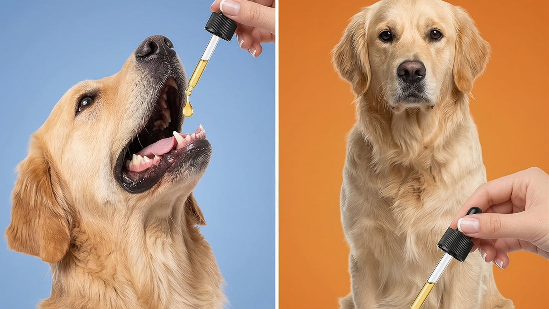 Golden Retriever given liquid drops by dropper, inside-out support alongside chlorhexidine for dogs with yeasty skin