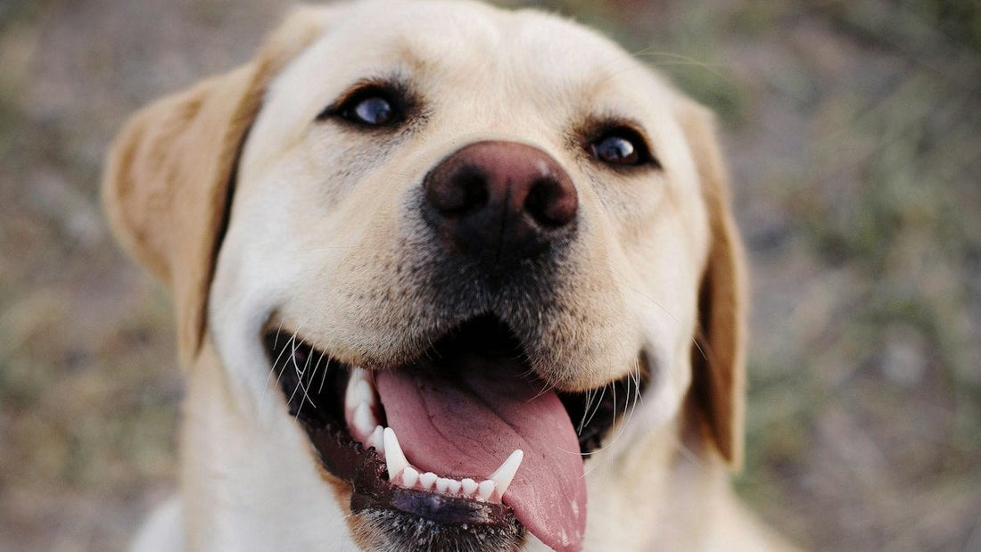 Yellow Labrador with floppy ears sitting outdoors, illustrating dog inner ear infection symptoms such as head tilt and balance loss.