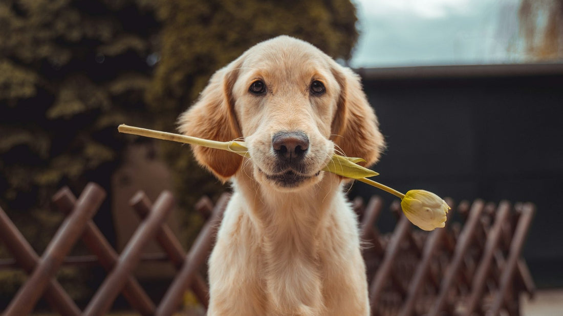 Golden retriever outdoors illustrating Lactobacillus for dogs in Australia
