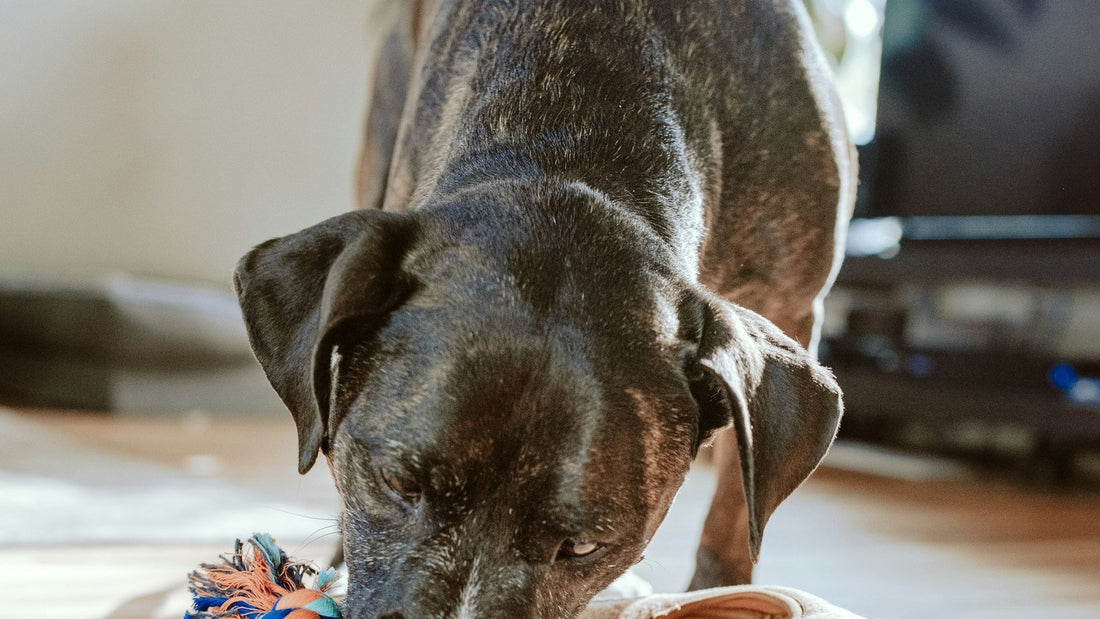 Perro sano jugando en casa, ilustrando el uso de Lactobacillus y probióticos para perros en México