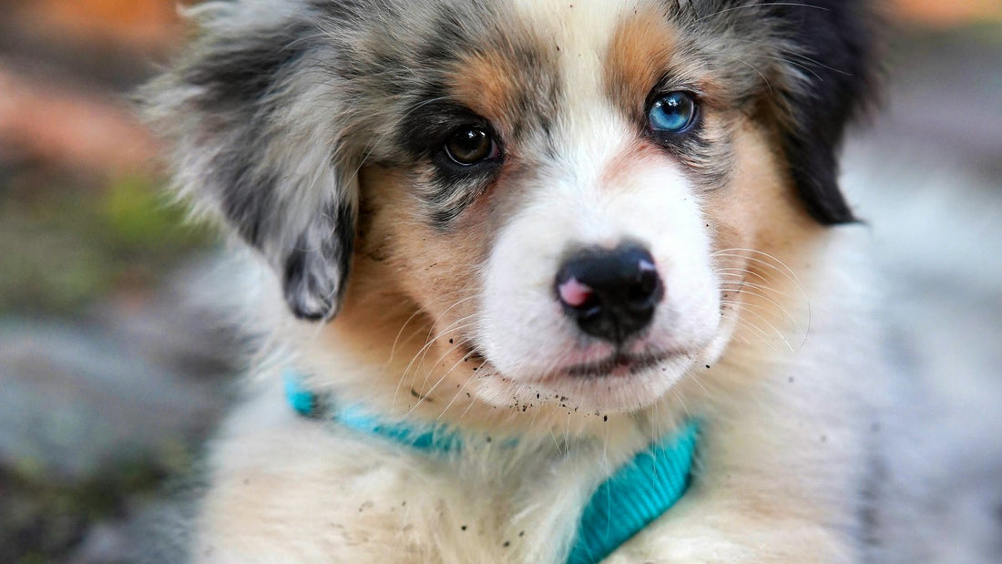 Blue merle Australian Shepherd puppy with folded ears lying outdoors, a breed prone to dog ear infection.
