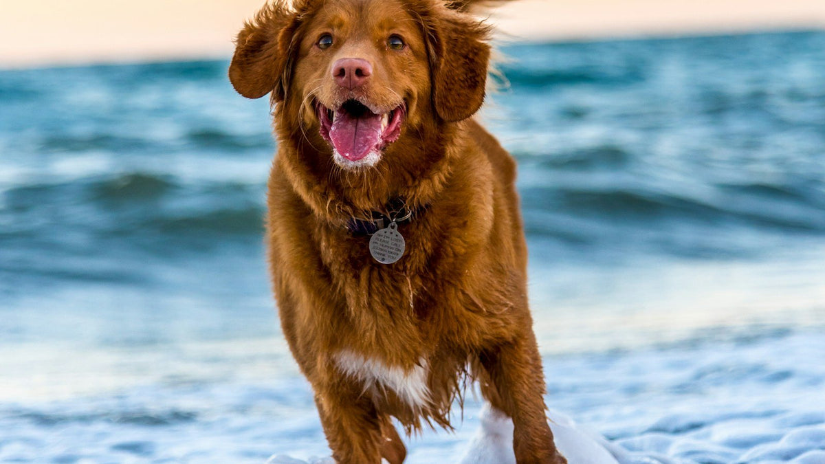 Wet Nova Scotia duck tolling retriever with floppy ears running from lake water, a common dog ear infection risk in Canada