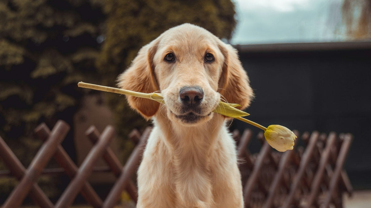 Golden retriever puppy sitting outdoors on paving holding a yellow tulip, illustrating Bacillus subtilis for dogs in Australia