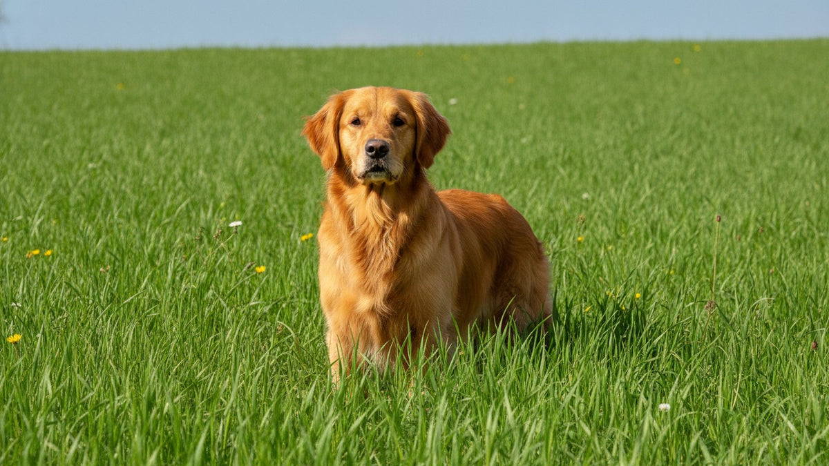 Healthy dog standing in a meadow of tall green grass, illustrating grass allergy in dogs and itch relief