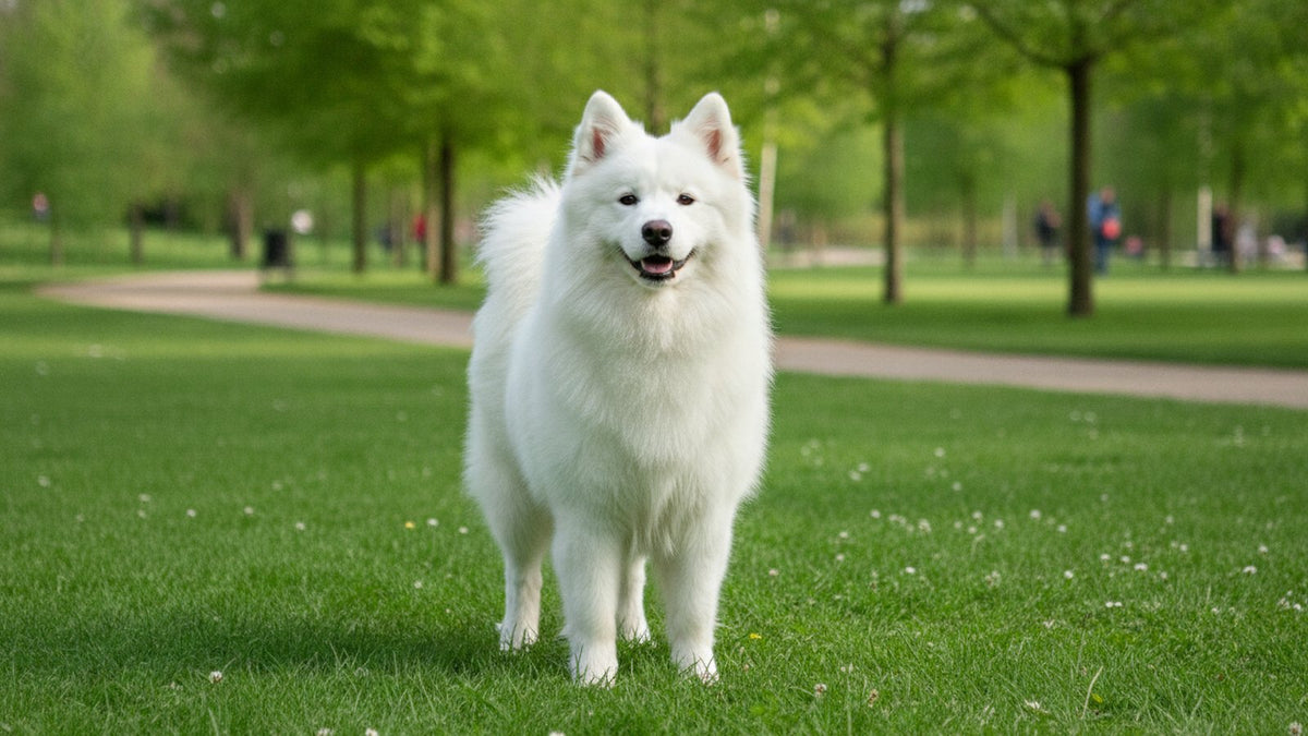 Élégant chien samoyède blanc dans un parc, race de chien la plus chère