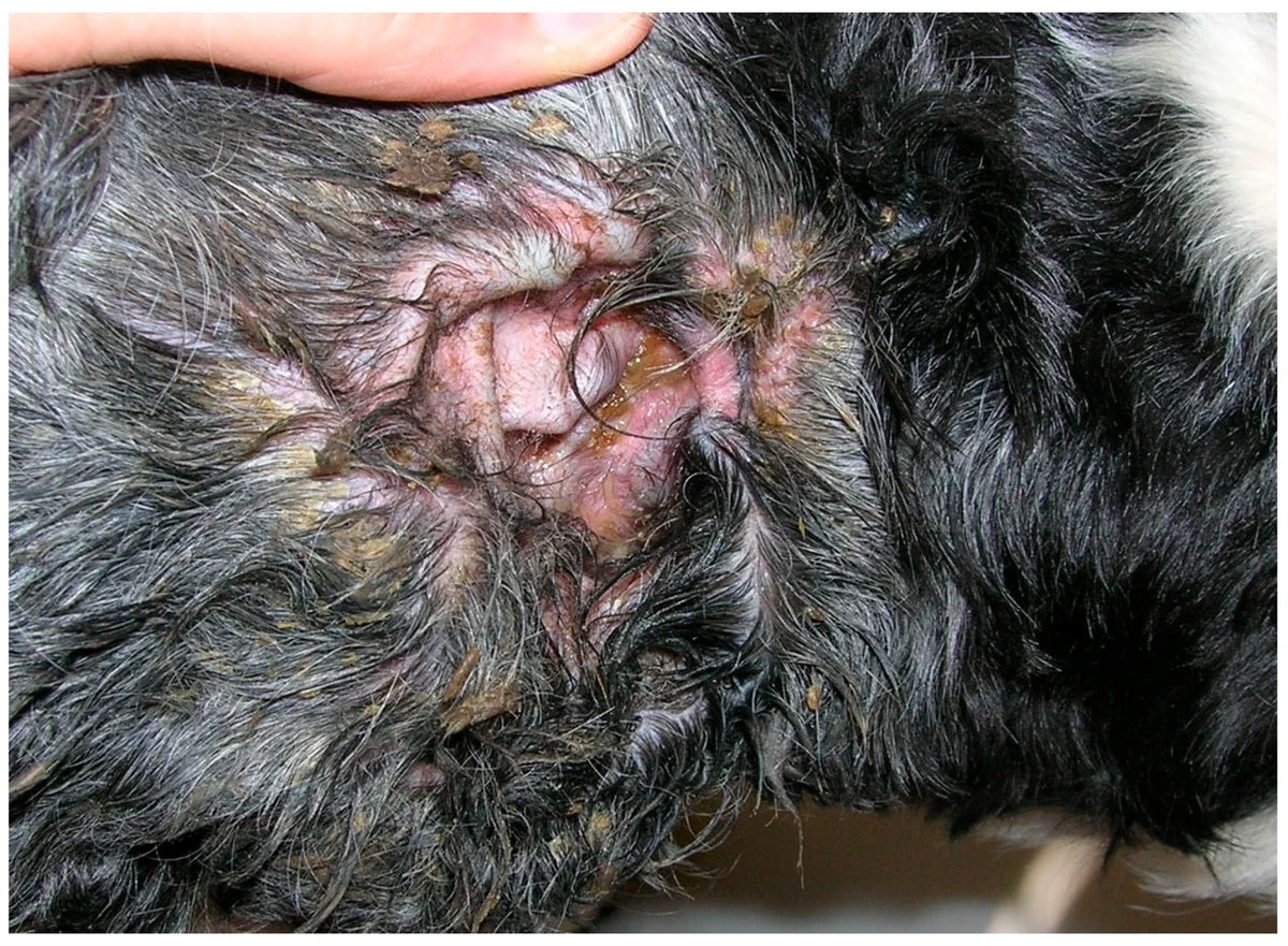 Real clinical photograph of Malassezia otitis in a dog, showing an inflamed ear and discharge.