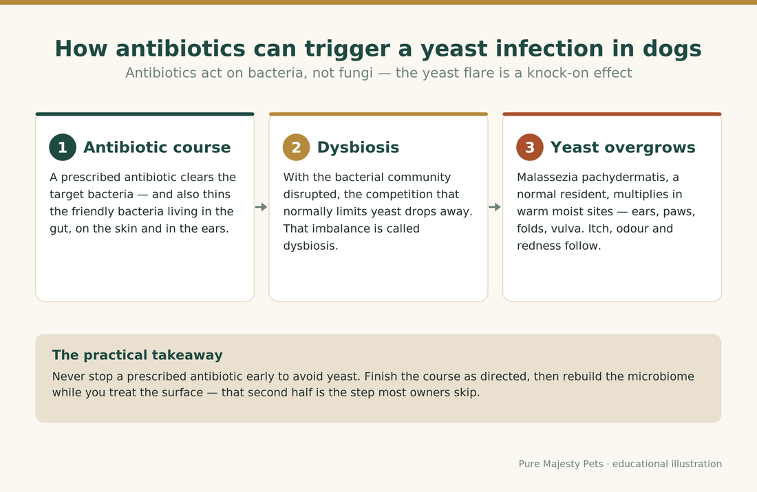 How a dog yeast infection after antibiotics happens: antibiotic course, gut dysbiosis, then Malassezia yeast overgrowth