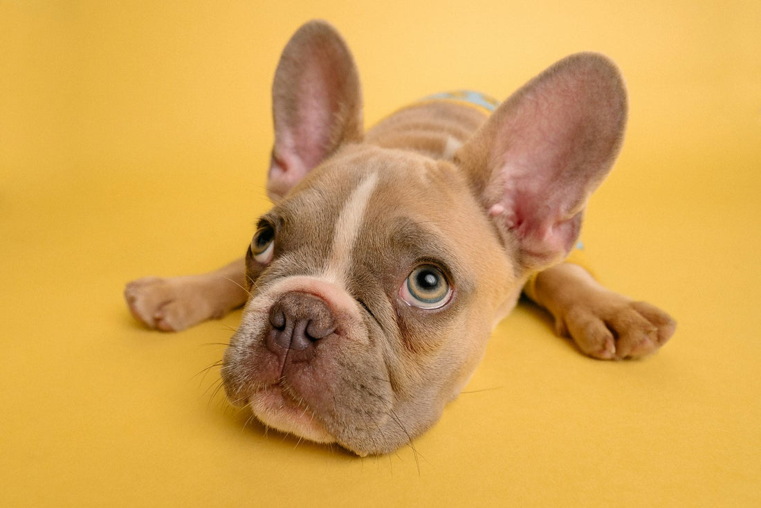 Dysbiosis in dogs: a dog resting at home while an owner considers gut health and stool testing