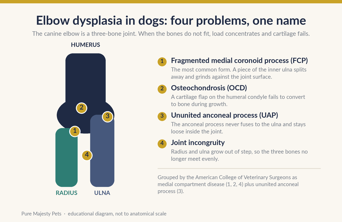 Elbow dysplasia in dogs diagram: the humerus, radius and ulna with fragmented coronoid process, osteochondrosis, ununited anconeal process and joint incongruity labelled