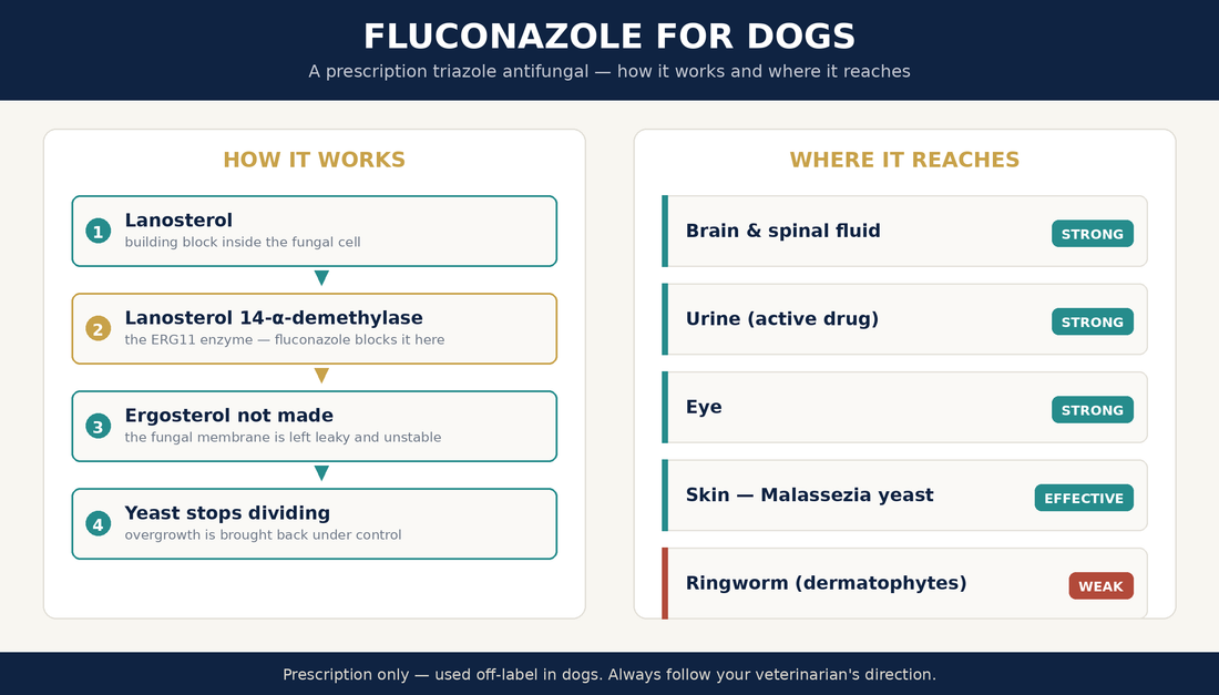 Fluconazole for dogs diagram showing how the drug blocks the ERG11 enzyme to stop ergosterol production and which tissues it reaches