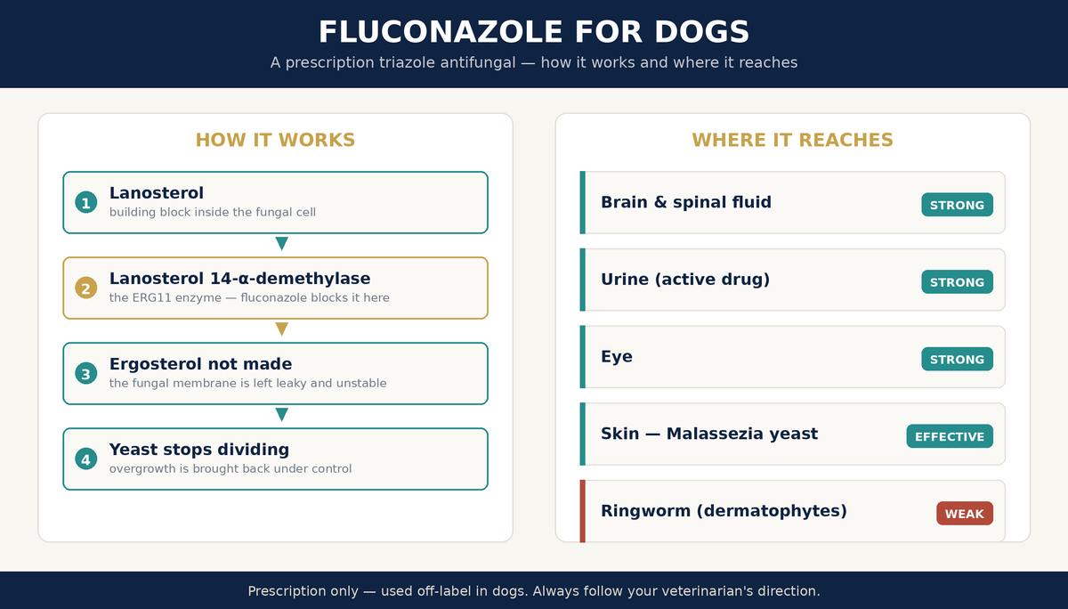 Fluconazole for dogs diagram showing how the drug blocks the ERG11 enzyme to stop ergosterol production and which tissues it reaches