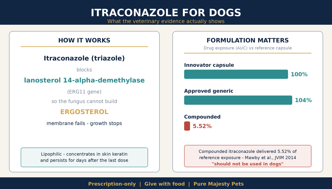 Itraconazole for dogs infographic showing the ERG11 ergosterol mechanism and drug exposure by formulation