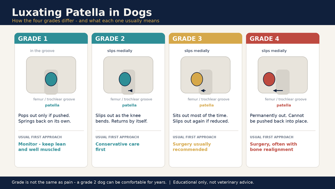 Luxating patella in dogs diagram comparing grades 1 to 4, showing how far the kneecap slips from the trochlear groove and the usual first approach for each grade