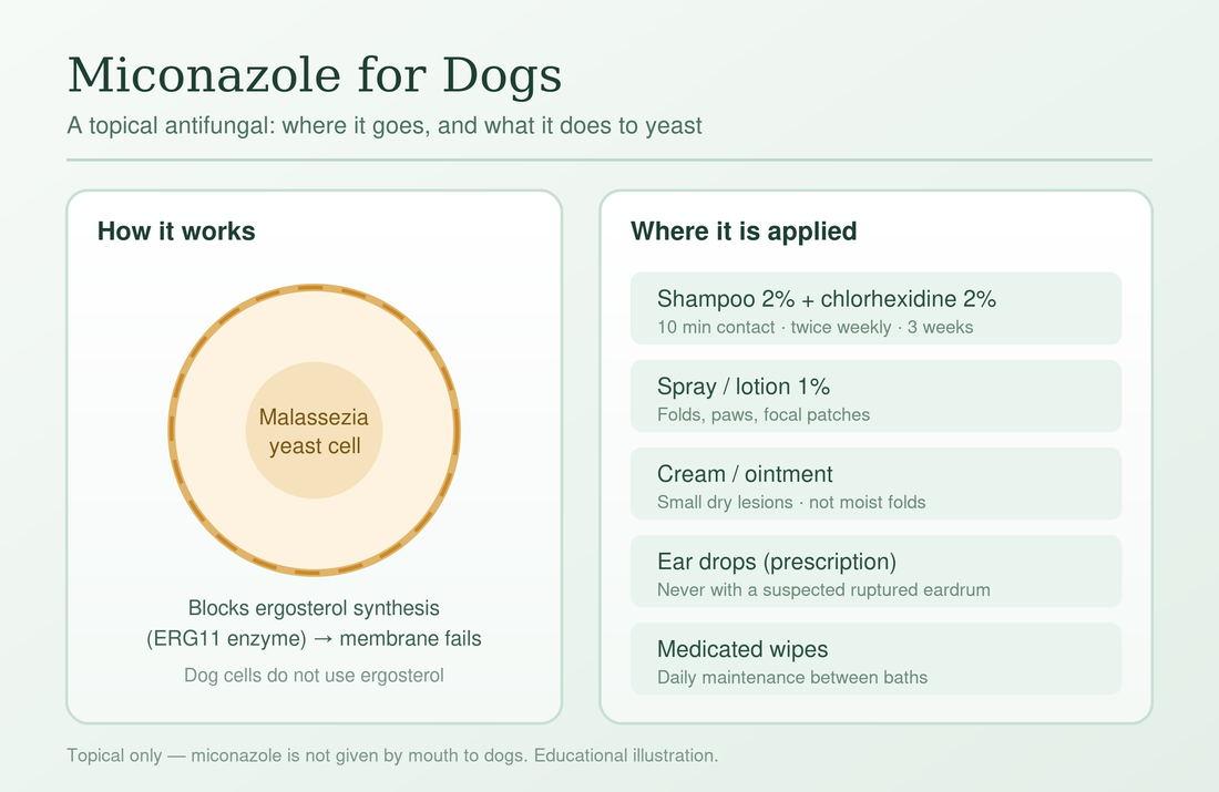 Miconazole for dogs diagram showing how the topical antifungal disrupts Malassezia yeast and which forms are used on skin, folds, paws and ears