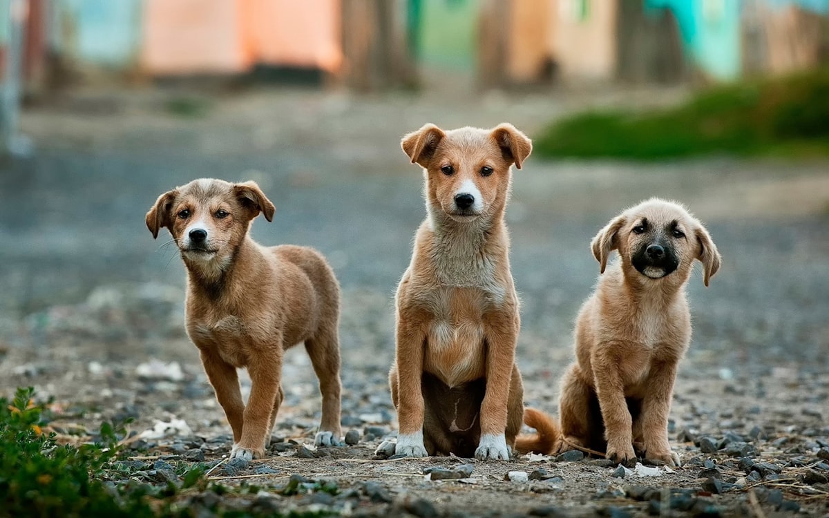 Two dogs outdoors illustrating itch relief and allergy skin support supplements for US dogs in 2026