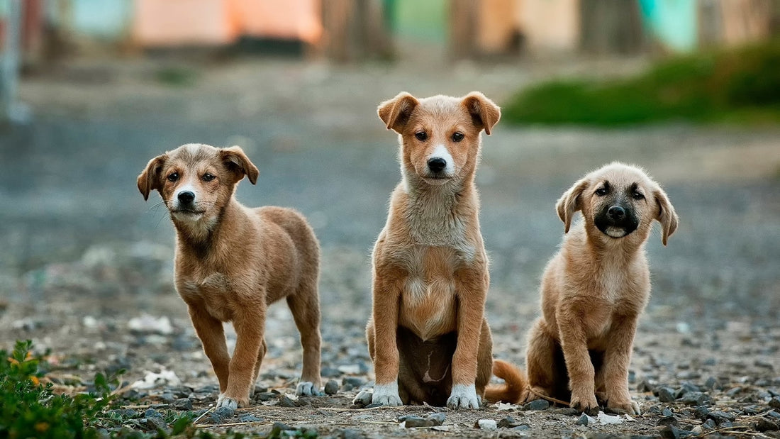 Trois jeunes chiots fauve sable dans une ruelle en gravier, deux assis et un debout, façades floues à l'arrière-plan — Enterococcus faecium chien