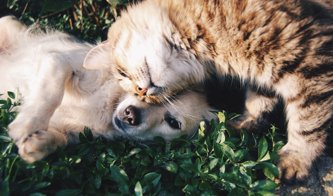 Postbiotika für Hunde: gesunder Hund, Unterstützung des Darmmikrobioms