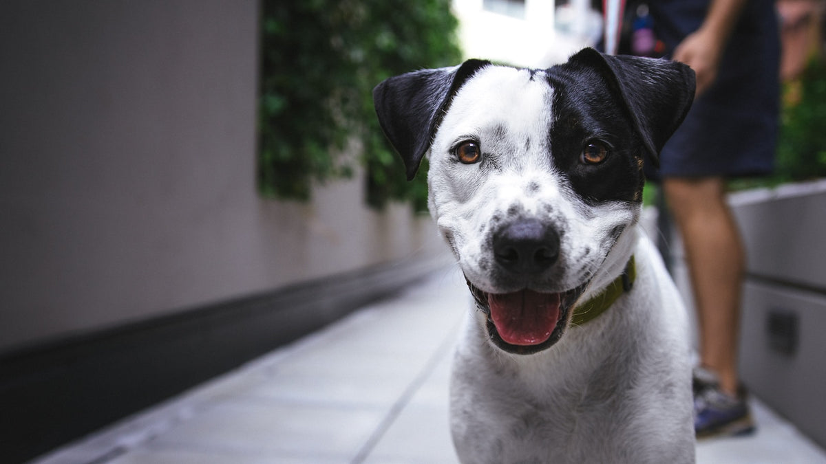 Chien noir et blanc en promenade sur un trottoir aux côtés de son propriétaire, illustrant un guide sur le Librela chez le chien arthrosique