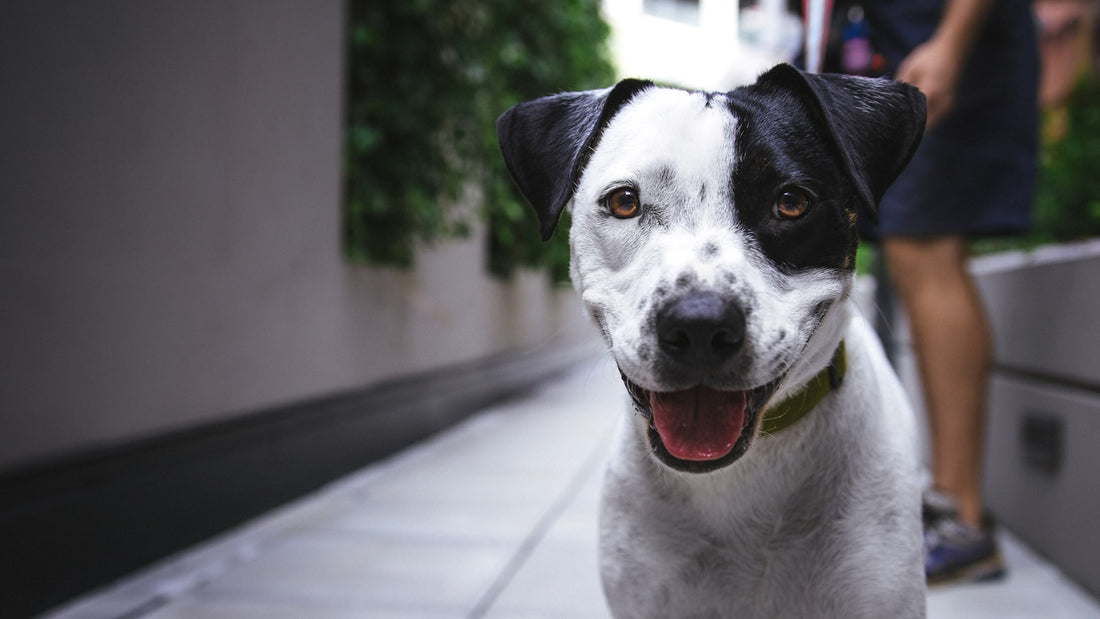 Healthy black and white dog on a walk, illustrating gut health after a fecal microbiota transplant in dogs