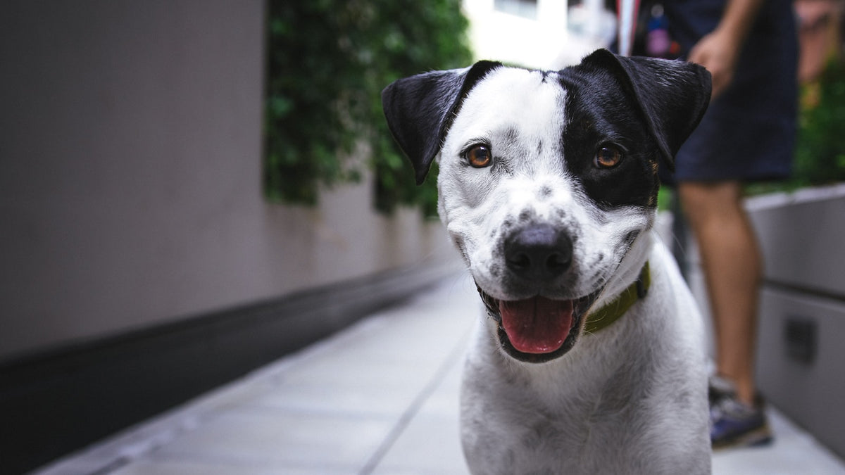 Healthy black and white dog on a walk, illustrating gut health after a fecal microbiota transplant in dogs