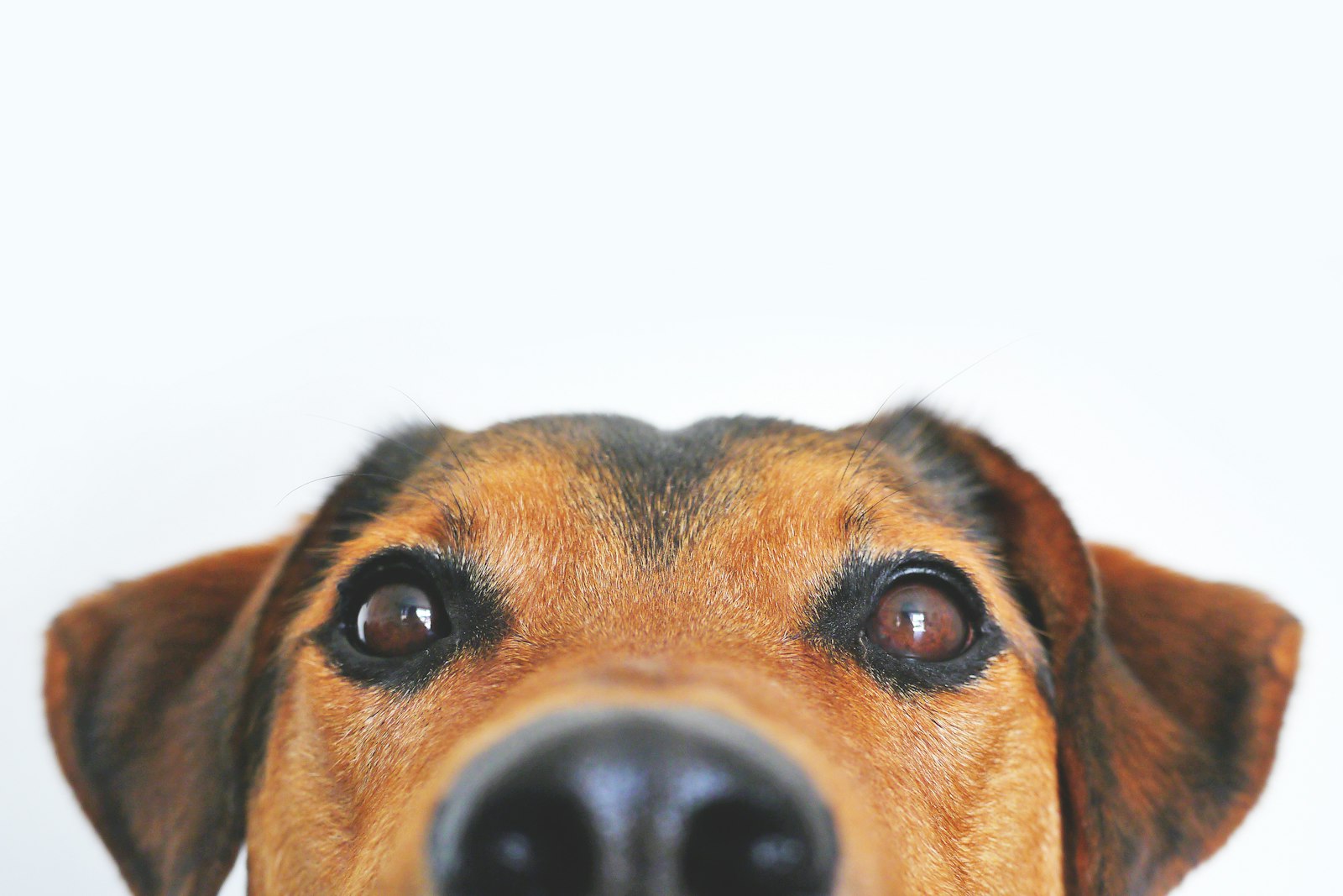 Close-up of a dog's face and eyes, illustrating why are my dogs eyes red and when to see a vet